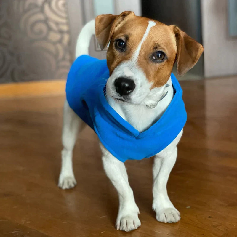 Roupinha para cães - Minha loja